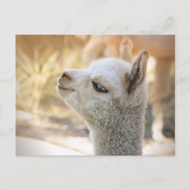 Alpaca Postcard Celeste Postkarte (Vorderseite)