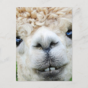 ALPACA POSTCARD FEIERTAGSPOSTKARTE