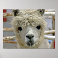 Alpaca
