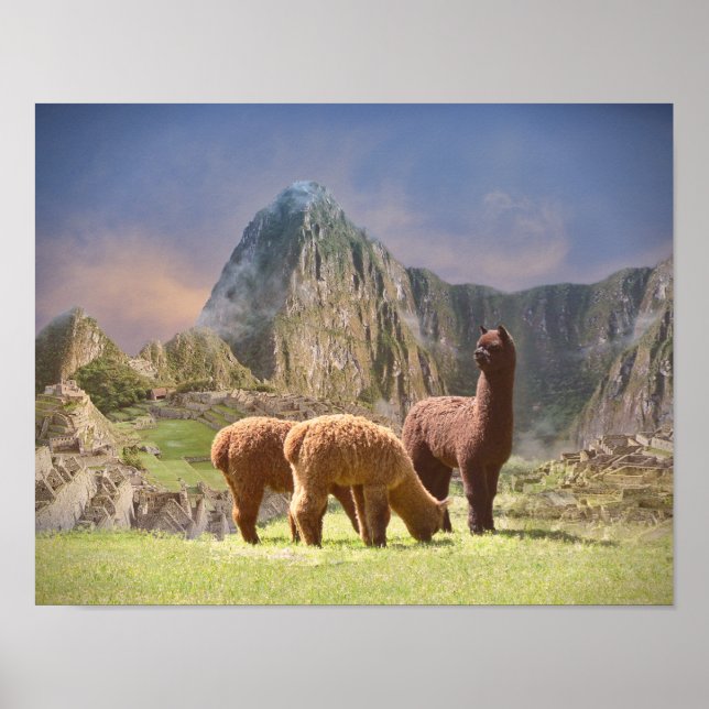 Alpaca Poster (Vorne)
