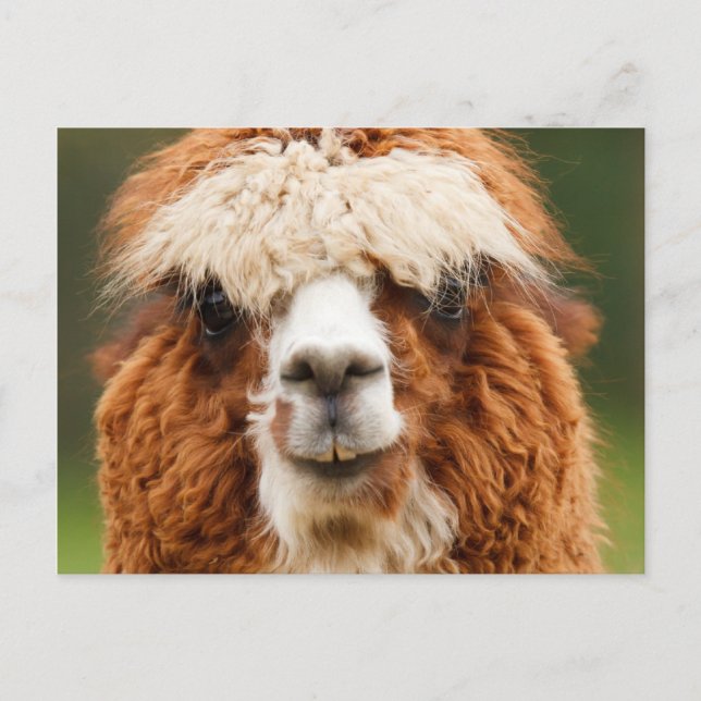 Alpaca Postkarte (Vorderseite)