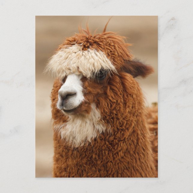 Alpaca-Postkarte Postkarte (Vorderseite)