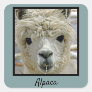 Alpaca Quadratischer Aufkleber