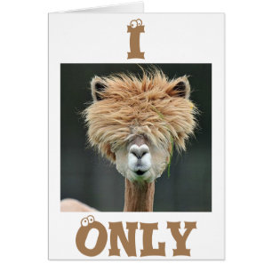 ALPACA SAGT: "ICH HABE NUR AUGEN FÜR DICH"