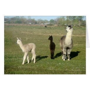Alpaca und Two Cria