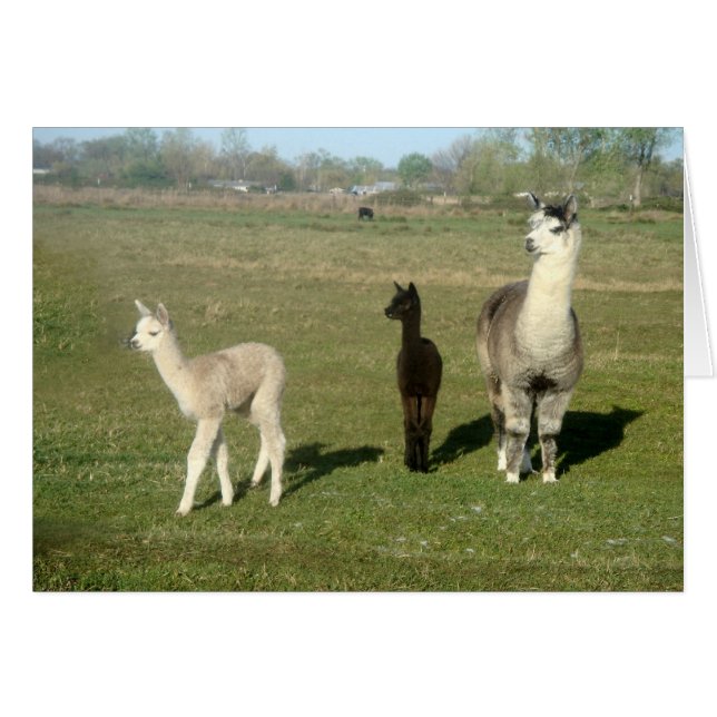 Alpaca und Two Cria (Vorderseite (Horizontal))