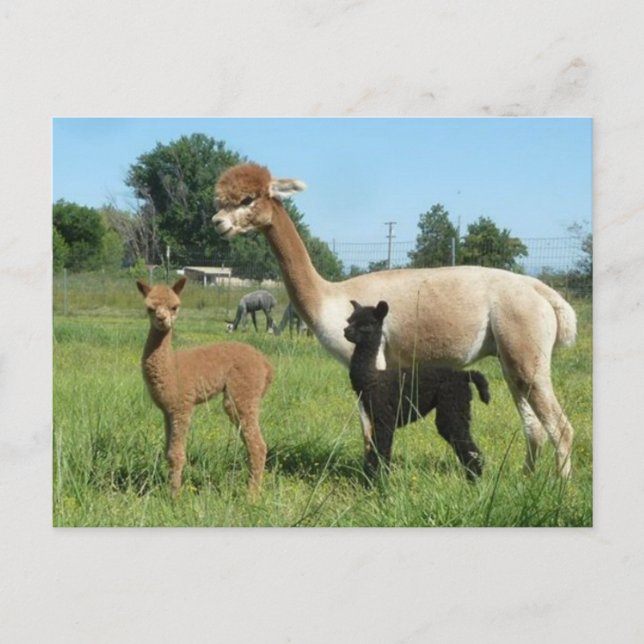 Alpaca und zwei Krim Postkarte (Vorderseite)