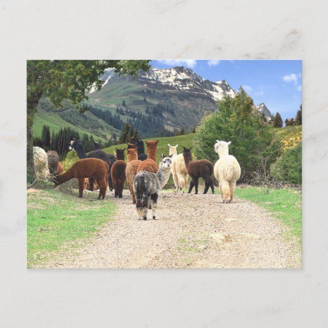 Alpaca Wandern Postkarte (Vorderseite)
