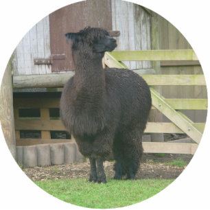 Alpaca Weihnachtsschmuck Fotoskulptur Ornament