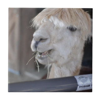 Alpaca, weiß fliese