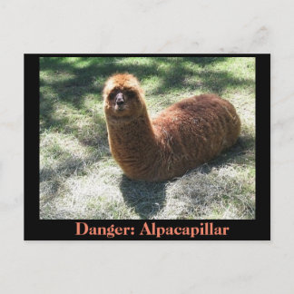 Alpacapillar Postkarte