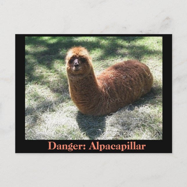 Alpacapillar Postkarte (Vorderseite)