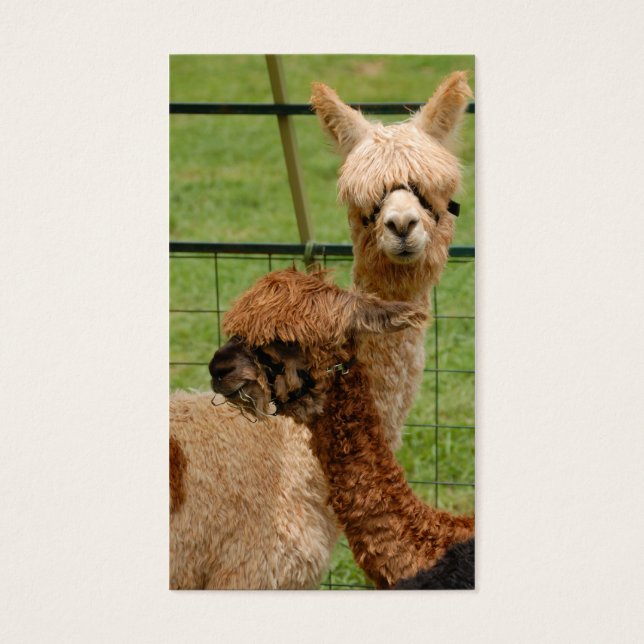 Alpacas (Vorderseite)