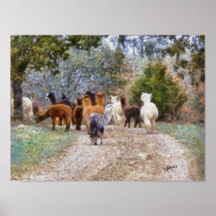 Alpacas Digital Painting Print Poster