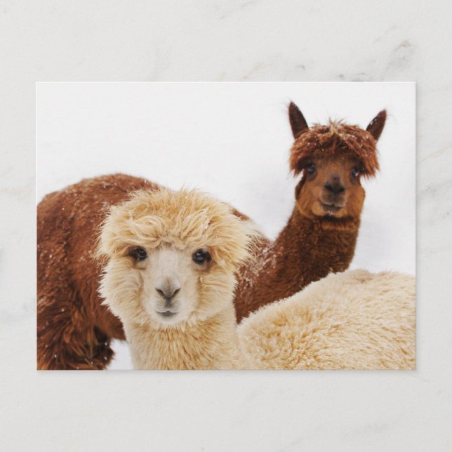 Alpacas im Schnee-Foto Postkarte (Vorderseite)