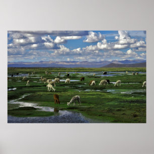 Alpacas in den Anden Poster