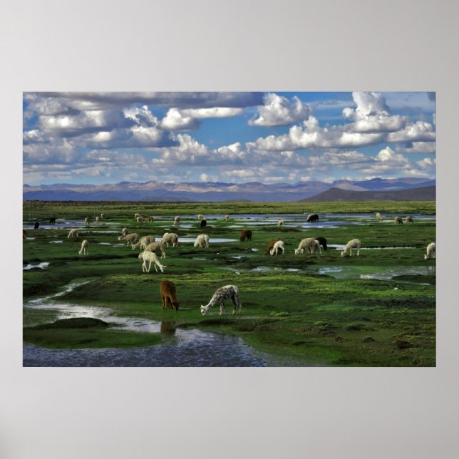 Alpacas in den Anden Poster (Vorne)