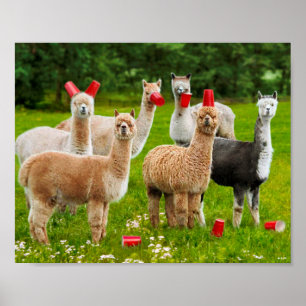 Alpacas mit Roten Cups Poster