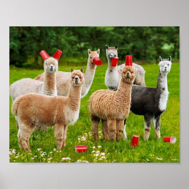 Alpacas mit Roten Cups Poster (Vorne)