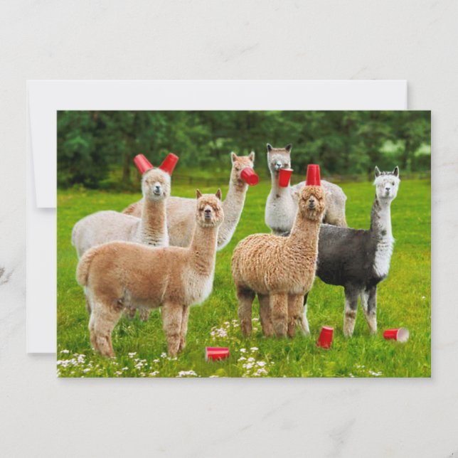 Alpacas mit roten Rassen Einladung (Vorderseite)