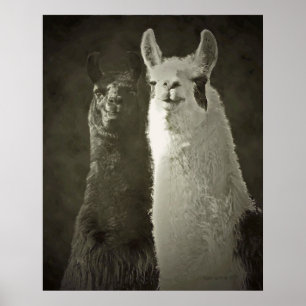 Alpacas-Plakat Poster