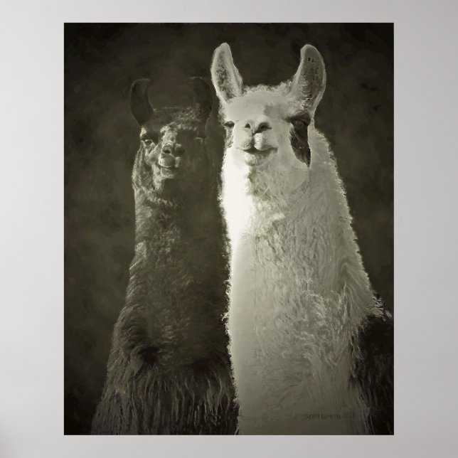 Alpacas-Plakat Poster (Vorne)