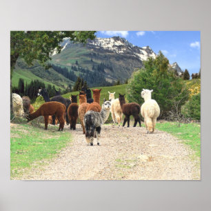Alpacas Poster