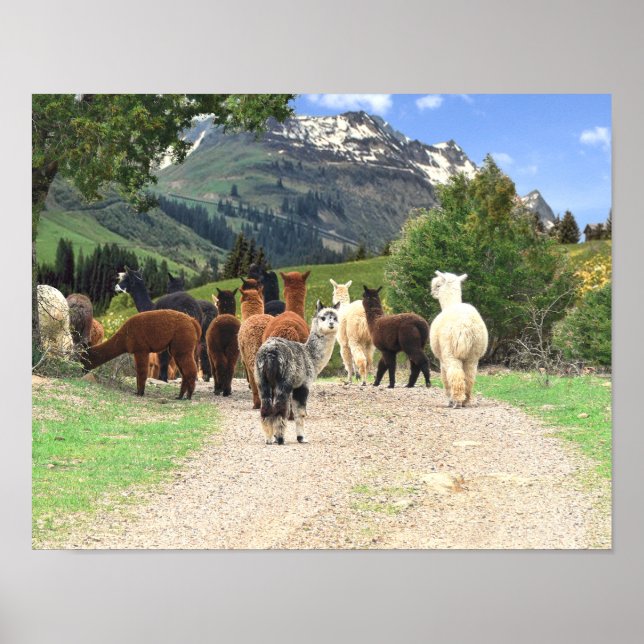 Alpacas Poster (Vorne)