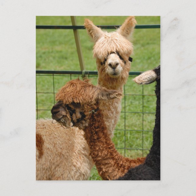 Alpacas Postkarte (Vorderseite)