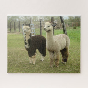 Alpacas Puzzle