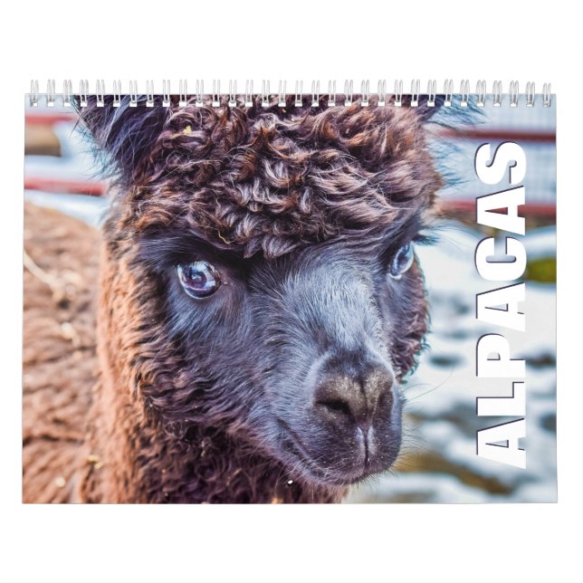 Alpacas-Wall-Kalender Kalender (Titelbild)