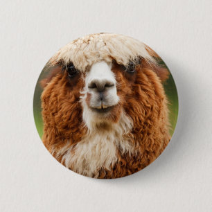Alpaka Button
