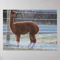 Alpaka-Foto-Plakat