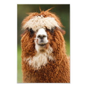 Alpaka Fotodruck