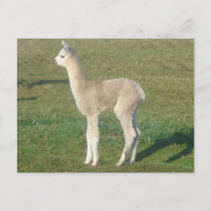 Alpaka-Krippe Postkarte