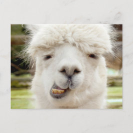 Alpaka lustiges Gesicht Postkarte