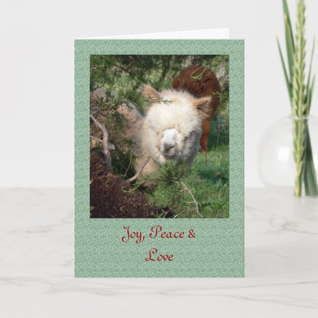 Alpaka-Weihnachtskarte Feiertagskarte (Vorderseite)