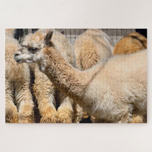 Alpakas im Bauernhof Puzzle (Horizontal)