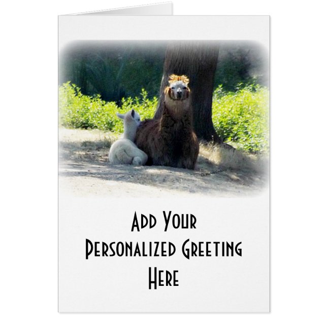 Alpakas - Mama u. Baby (Vorne)