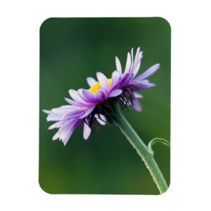Alpen-Gänseblümchen Magnet