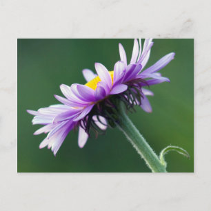 Alpen-Gänseblümchen Postkarte
