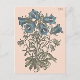 Alpen-Glockenblume Botanische Illustration Postkarte