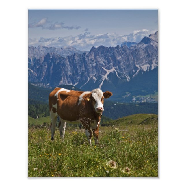 Alpen-Kuh-Druckmuster Fotodruck (Vorne)