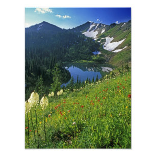Alpenblumen im Jewel Basin in der Fotodruck