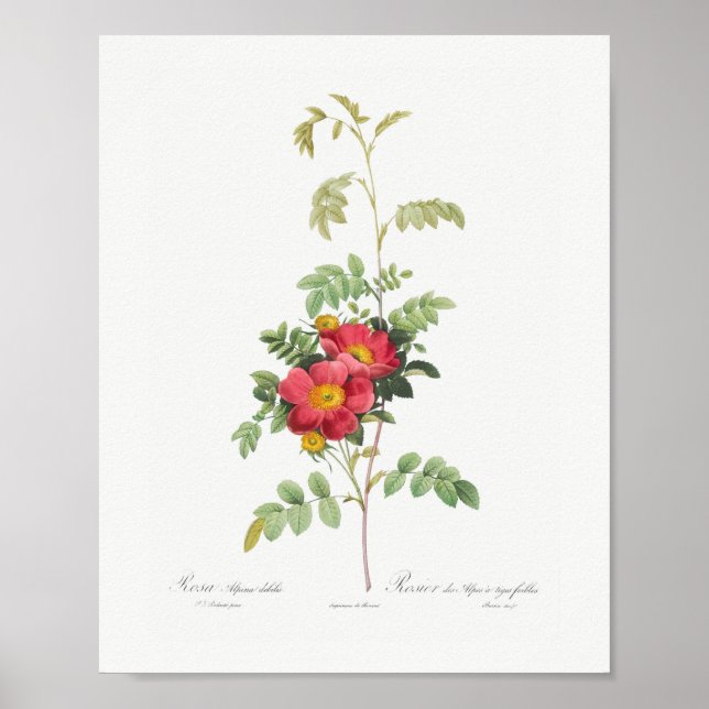 Alpenblüte Vintage Blütenrosa Rose Poster (Vorne)