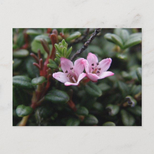 Alpenblüten, Insel Unalaska Postkarte (Vorderseite)
