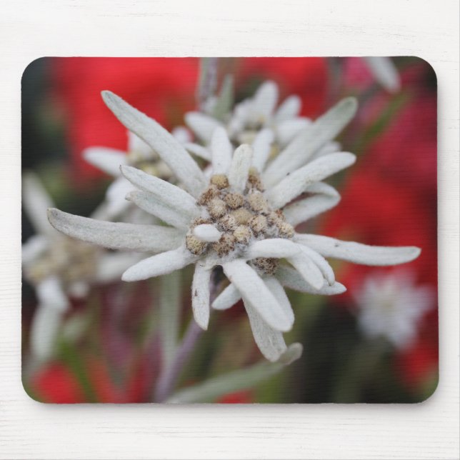 Alpengelbe Mousepad (Vorne)