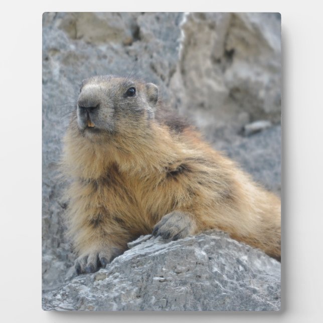 Alpenmarmot auf dem Felsen Fotoplatte (Vorderseite)
