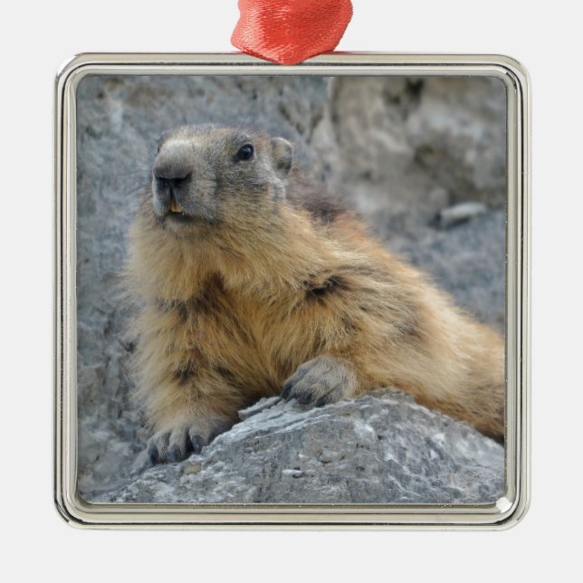 Alpenmarmot auf dem Felsen Ornament Aus Metall (Vorne)