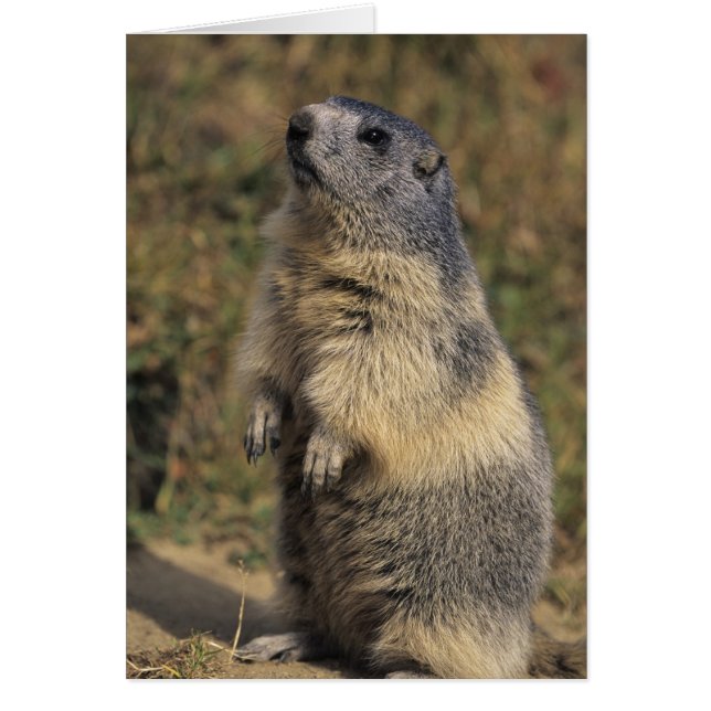 Alpenmarmot, Marmota-Marmota, stehend (Vorne)